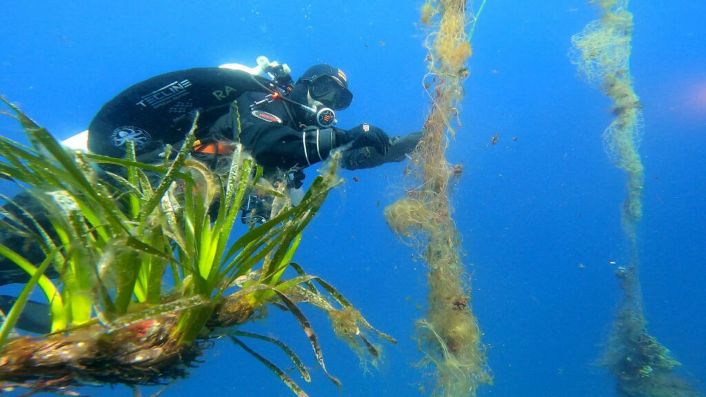Rizomas de posidonia oceánica recuperados por Ghost Diving Spain